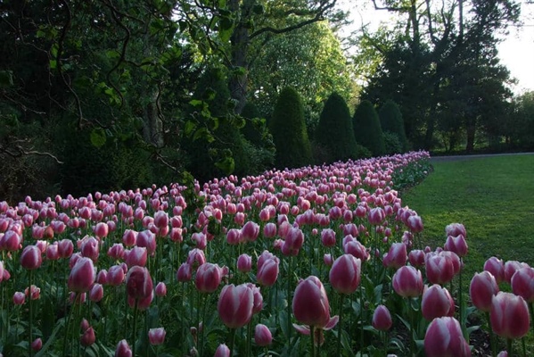 Tulip Festival 2026