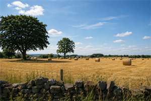 Summer at Unthank Farm